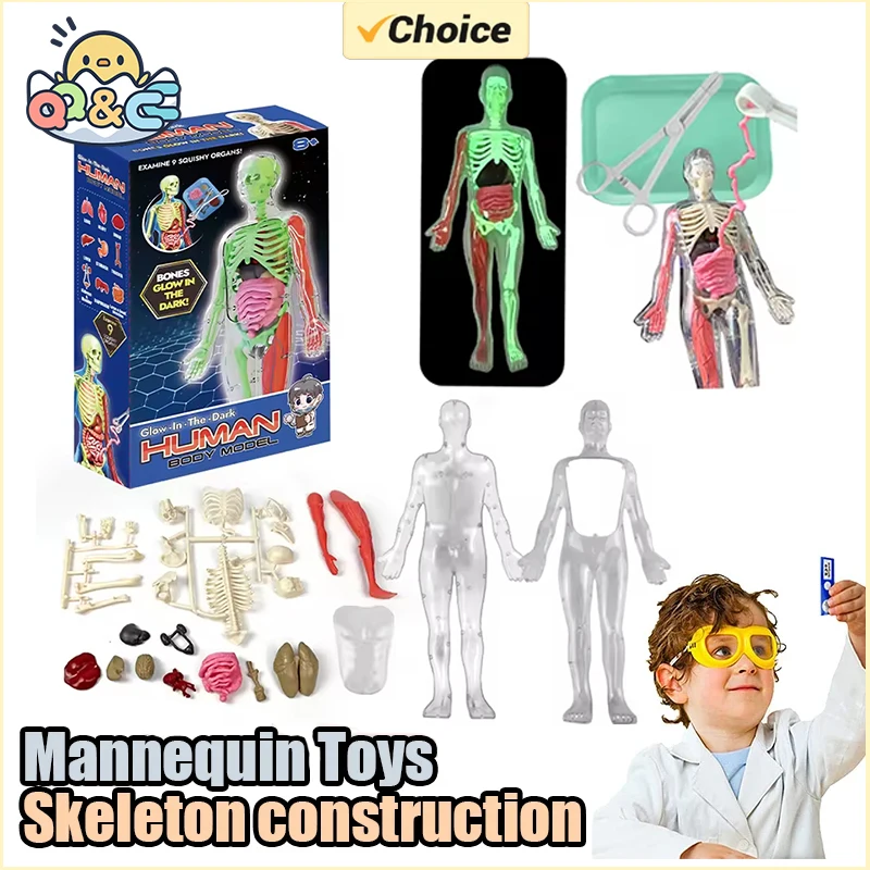 Human Skeleton Organ Anatomy B - đánh giá và giá Model Kit Fantasy