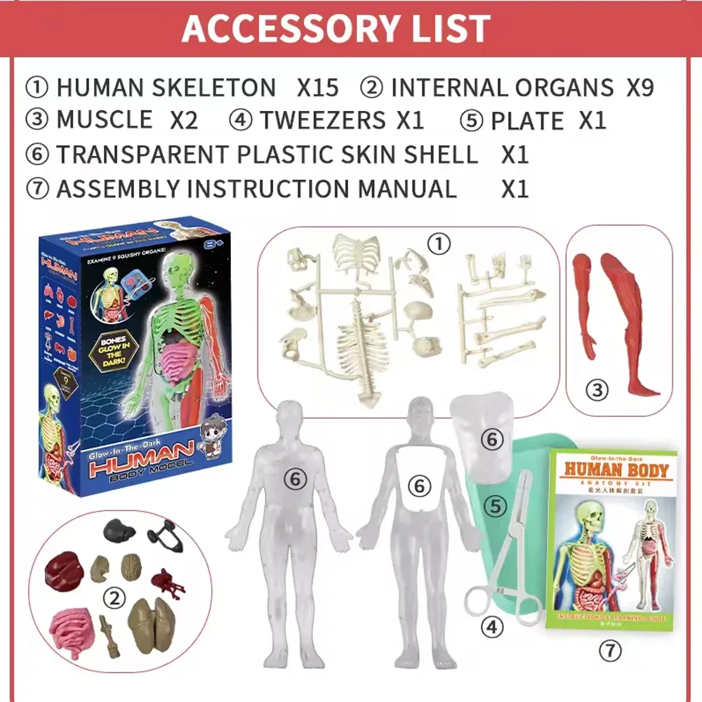 Human Skeleton Organ Anatomy B - đánh giá và giá Model Kit Fantasy